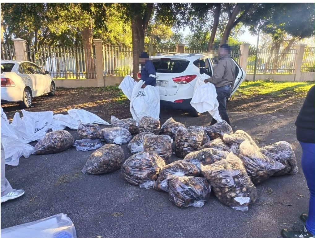 2 FOREIGN NATIONALS TO APPEAR IN KUILSRIVER COURT AFTER BRACKENFELL ABALONE SEIZURE - IMAGE: SUPPLIED